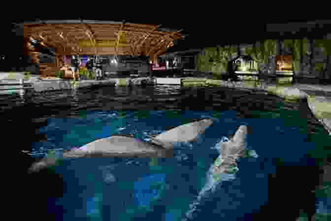 A Beluga Whale Swimming In A Tank At Mystic Aquarium Connecticut Bucket List Adventure Guide: Explore 100 Offbeat Destinations You Must Visit
