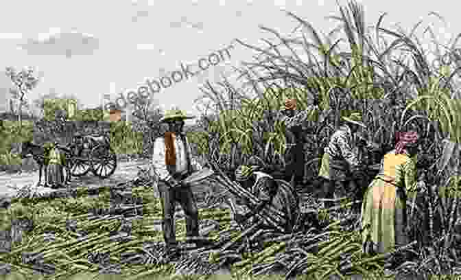 A Black And White Photograph Of A Group Of Enslaved People Working In A Sugar Cane Field In Haiti During The Colonial Era. Haiti: The Aftershocks Of History