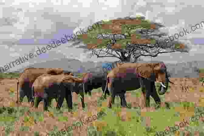 A Breathtaking View Of The African Savanna With A Herd Of Elephants In The Distance Safari Adventure Stories R E Canan