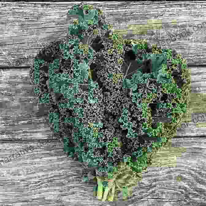 A Bunch Of Kale With Dark Green, Curly Leaves And A Fibrous Stem ABC To Z Fruit And Vegetables : English For Kids Toddler And Preschool For Children Brings Words And Images Together Making It Enjoyable And Easy For Young Readers To Improve Their Vocabulary