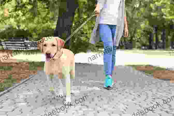 A Dog And Its Owner Walking In The Park A Dog For Keeps: A Lilac Creek Dog Story (Lilac Creek Dog Stories 1)