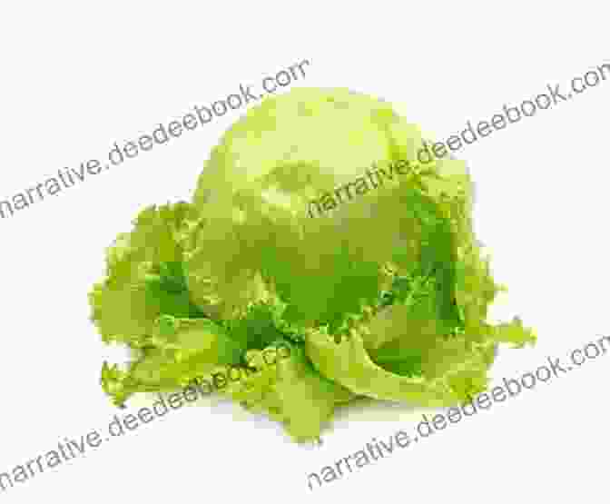 A Head Of Iceberg Lettuce With Large, Pale Green Leaves And A Compact Core ABC To Z Fruit And Vegetables : English For Kids Toddler And Preschool For Children Brings Words And Images Together Making It Enjoyable And Easy For Young Readers To Improve Their Vocabulary