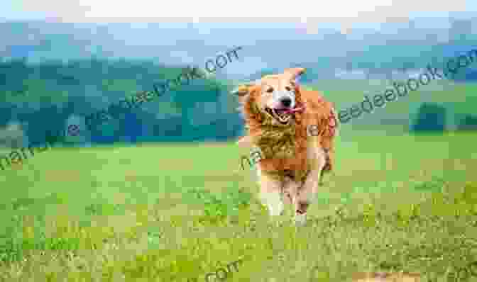 A Joyful Dog Running Through A Field, Symbolizing The Happiness And Fulfillment That Dog Way Brings. A Dog S Way : How Dogs Make Us Better People