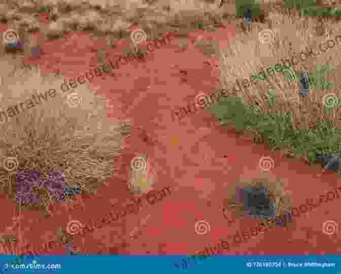 A Landscape Of The Back Of Beyond, With Red Dirt And Sparse Vegetation. Back Of Beyond (Heritage History)