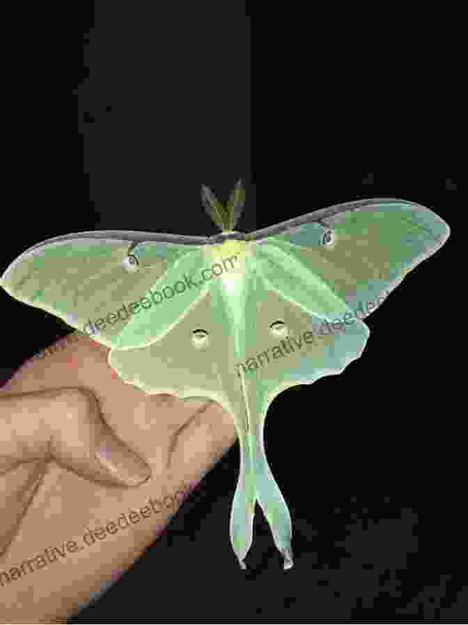A Magnificent Luna Moth With Vibrant Green Wings And Long, Flowing Tails. Whisper Of The Moon Moth