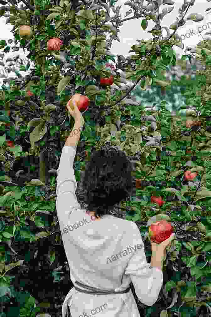 A Person Picking Apples From An Apple Tree Connecticut Bucket List Adventure Guide: Explore 100 Offbeat Destinations You Must Visit