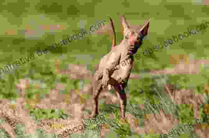 A Peruvian Hairless Dog Running And Playing In The Park With A Happy Expression On Its Face. Peruvian Hairless Dog : Peruvian Hairless Dog Care Behavior Diet Interaction Costs And Health Care