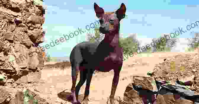 A Peruvian Hairless Dog Sitting Attentively, Listening To Its Owner's Training Commands, With A Leash Attached To Its Collar. Peruvian Hairless Dog : Peruvian Hairless Dog Care Behavior Diet Interaction Costs And Health Care
