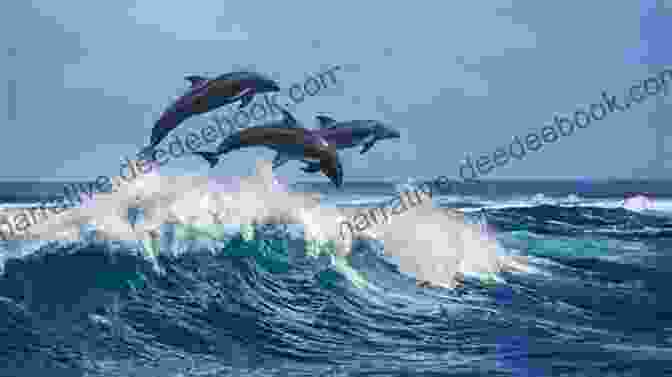 A Pod Of Dolphins Leaping From The Water Marine Life: Wonders Of Creation