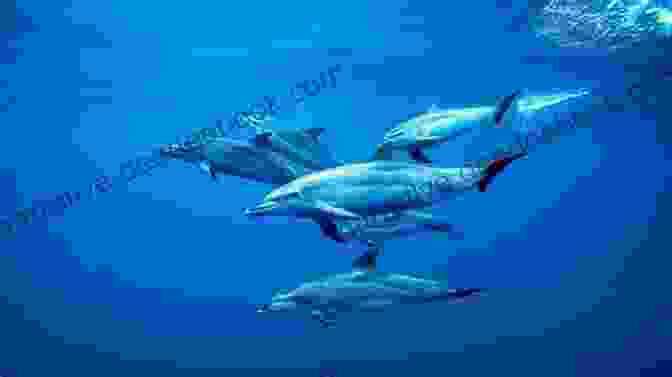A Pod Of Dolphins Swimming In The Ocean 22 Fantastical Facts About Dolphins Justin Gregg