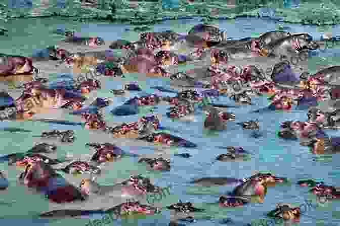 A Pod Of Hippos Emerging From The Depths Of Lake Canan Safari Adventure Stories R E Canan