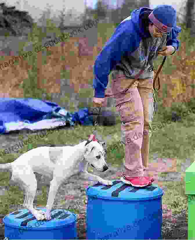A Trainer Gently Guiding A Dog Through An Obstacle Course, Embodying The Humane Training Approach. A Dog S Way : How Dogs Make Us Better People