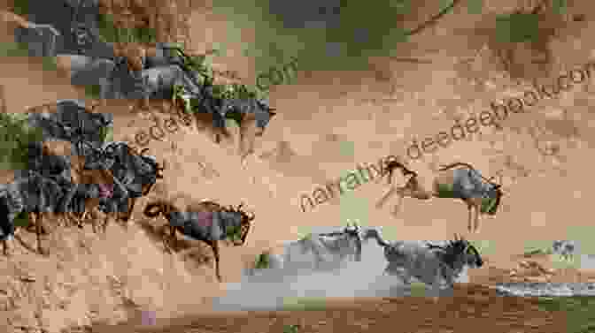 A Vast Herd Of Wildebeest Crossing The Plains Of The Serengeti Safari Adventure Stories R E Canan