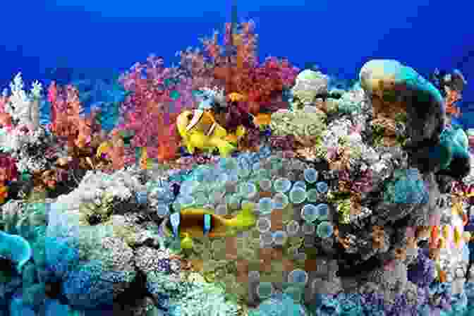 A Vibrant Coral Reef Ecosystem ABC To Z Underwater For Kids : English For Kids Toddler And Preschool For Children Brings Words And Images Together Making It Enjoyable And Easy For Young Readers To Improve Their Vocabulary