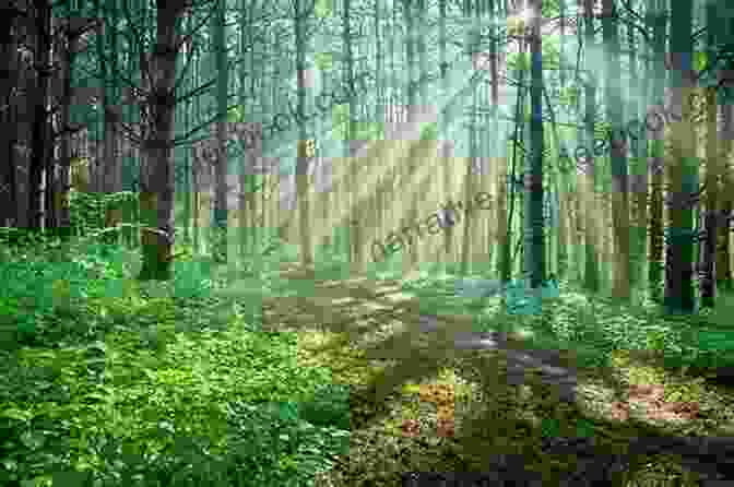 A Winding Path Through A Lush Forest, Dappled Sunlight Filtering Through The Canopy The Woodcutter R O Lane