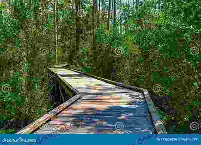 A Wooden Boardwalk Meandering Through The Lush Vegetation Of The Okefenokee Swamp. Okefenokee Rifles R O Lane