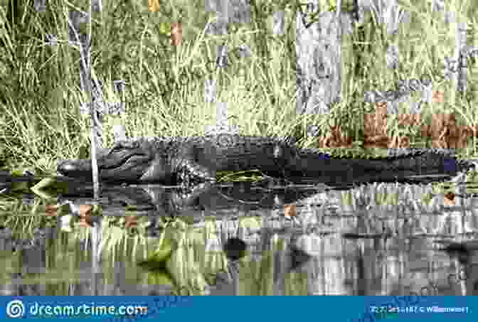 An Alligator Basking On The Banks Of The Okefenokee Swamp, Its Eyes Fixed On The Water's Surface. Okefenokee Rifles R O Lane