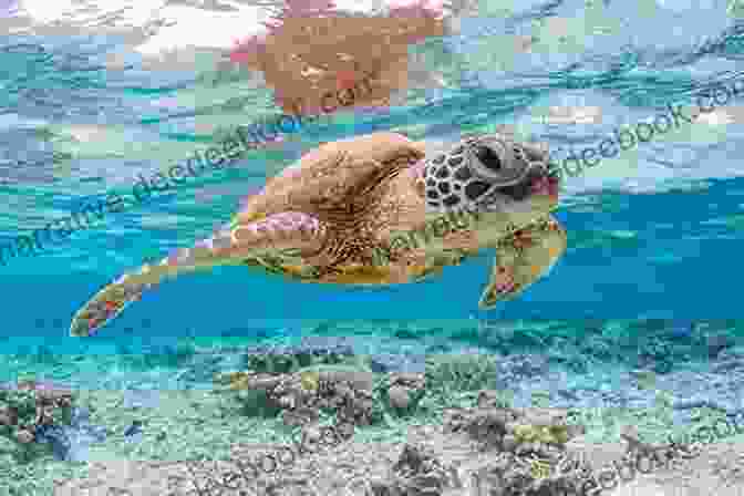 An Endangered Sea Turtle ABC To Z Underwater For Kids : English For Kids Toddler And Preschool For Children Brings Words And Images Together Making It Enjoyable And Easy For Young Readers To Improve Their Vocabulary