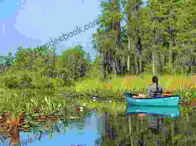 Canoeing Through The Tranquil Waters Of The Okefenokee Swamp, Surrounded By Towering Cypress Trees. Okefenokee Rifles R O Lane