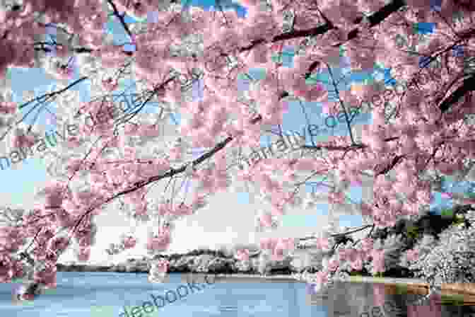 Cherry Blossoms Blooming In The Spring Hope Like Cherry Blossoms Spencer Hoshino