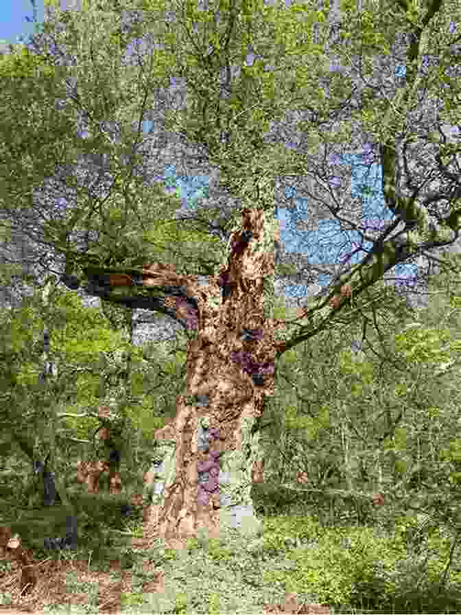 Close Up Of An Ancient Oak Tree In Waylon Nance Lane, Showcasing Its Intricate Bark And Sprawling Branches Waylon Nance R O Lane