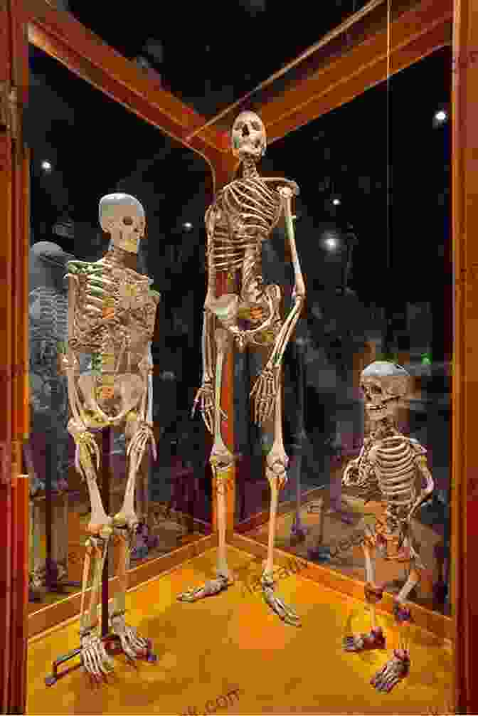 Dr. Higgins Standing In A Museum, Surrounded By Human Skeletons And Anatomical Specimens The Bone Magician F E Higgins