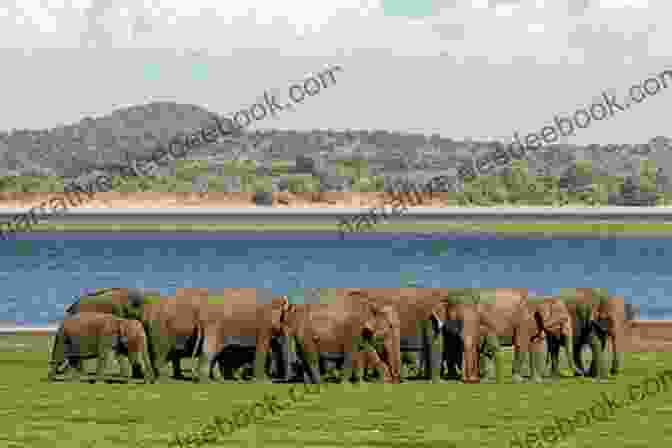 Elephant Gathering At Minneriya Reservoir, Sri Lanka 28 Days In Sri Lanka Andy Southall