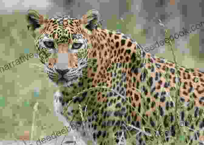 Leopard In Yala National Park, Sri Lanka 28 Days In Sri Lanka Andy Southall