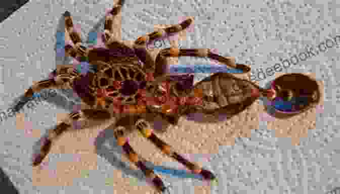 Tarantula Lying On Its Back During Molting Process Quick Easy Tarantula Care Laura England