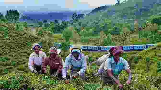 Tea Plantations In Haputale, Sri Lanka 28 Days In Sri Lanka Andy Southall