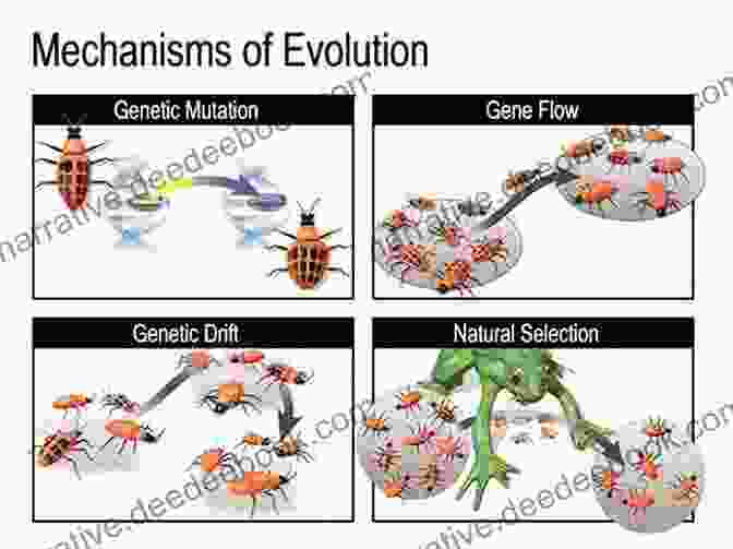 The Dynamic Process Of Evolution, Where Species Transform Over Time The Fundamentals Of Biology Yannick Haenel