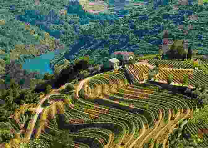 The Picturesque Douro Valley, A UNESCO World Heritage Site, Showcasing The Lush Vineyards And Terraced Slopes That Produce Portugal's Renowned Wines, Inviting Slow Travelers To Savor The Flavors Of The Region Camel Spit Cork Trees: A Year Of Slow Travel Through Portugal