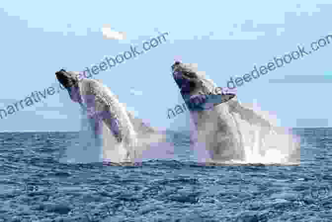 Whale Watching Off The Coast Of Mirissa, Sri Lanka 28 Days In Sri Lanka Andy Southall