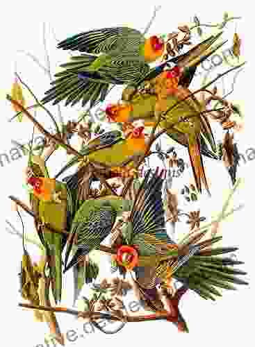 Counted Cross Stitch Pattern: Carolina Parrot Bird By John James Audubon PROFESSIONALLY EDITED Image (Audubon Bird Series)